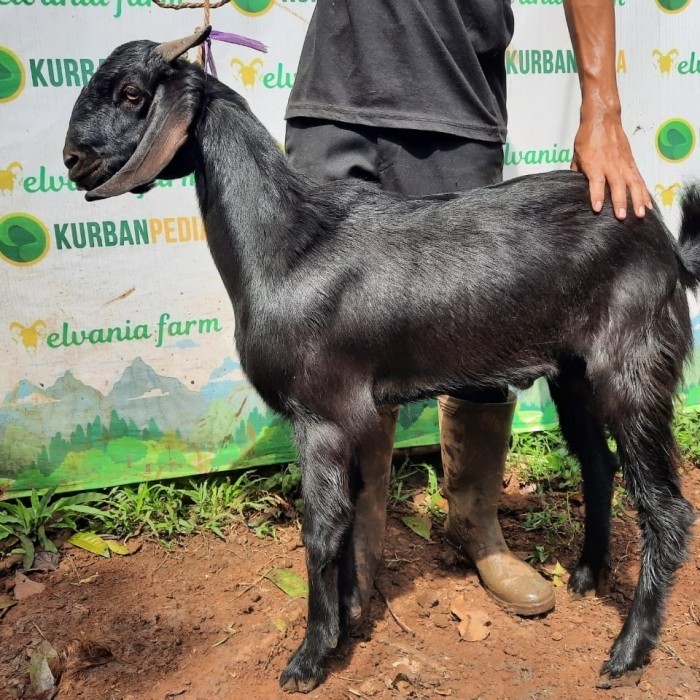 

Kambing / Domba Kurban Pedia Qurban Murah - Tipe Standard