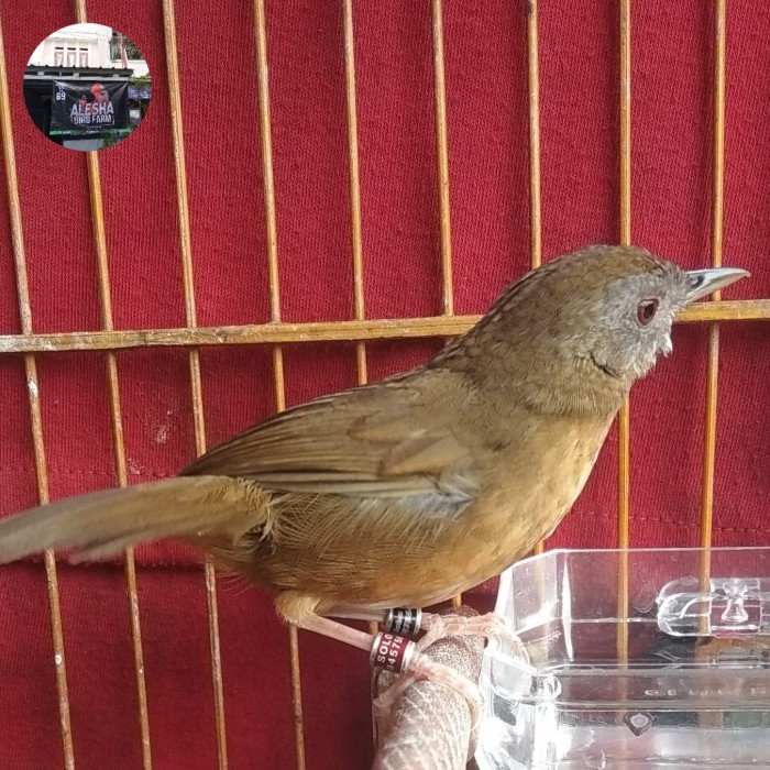 Hwamei Mini Tieumi Wambi Mini Jantan Burung 1001 Suara Gacor Bkn Bahan Barangbaru