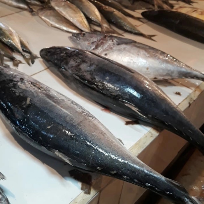 

Ikan Tongkol Segar Besar Kwalitas Top