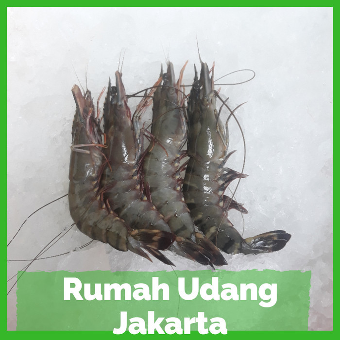 

Udang Pancet 1 Kg/Udang Windu/Udang Black Tiger Size 50