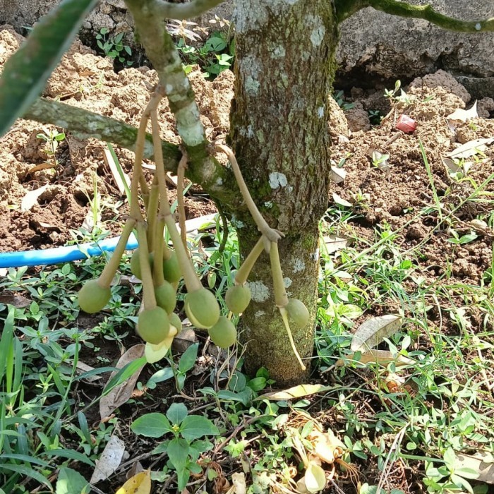 Pohon Durian Montong Berbunga/Bibit Durian Montong Berbuah