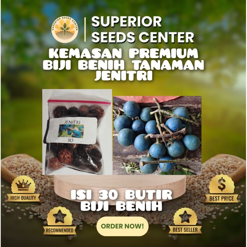 30 Butir Biji Benih Tanaman Jenitri (Kemasan Repack Plastik Klip)