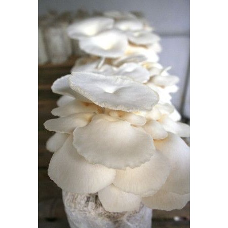 

Jamur tiram asli segar ukuran 500 gram