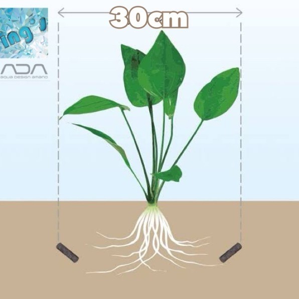 

Ada Bottom Plus (25 Sticks) Promo