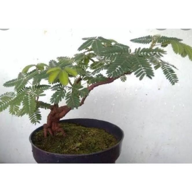 READY STOCK BIBIT TANAMAN BONSAI PUTRI MALU//TANAMAN HERBAL PUTRI MALU 