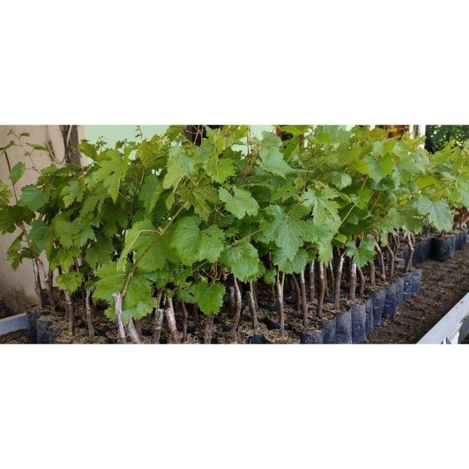 

READY STOCK BIBIT ANGGUR IMPORT HALLOWEEN SEEDLESS !!!!!