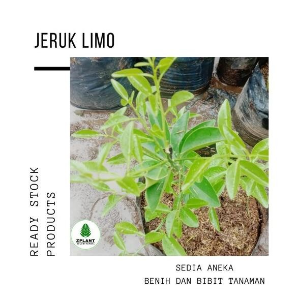 

Bibit pohon jeruk limo - Tanaman buah jeruk limau sambal - Sambel