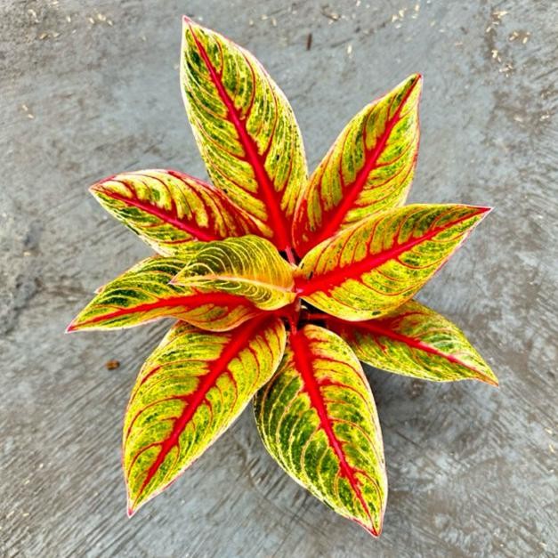 RED NANCY - Tanaman Hias Aglaonema Aglonema