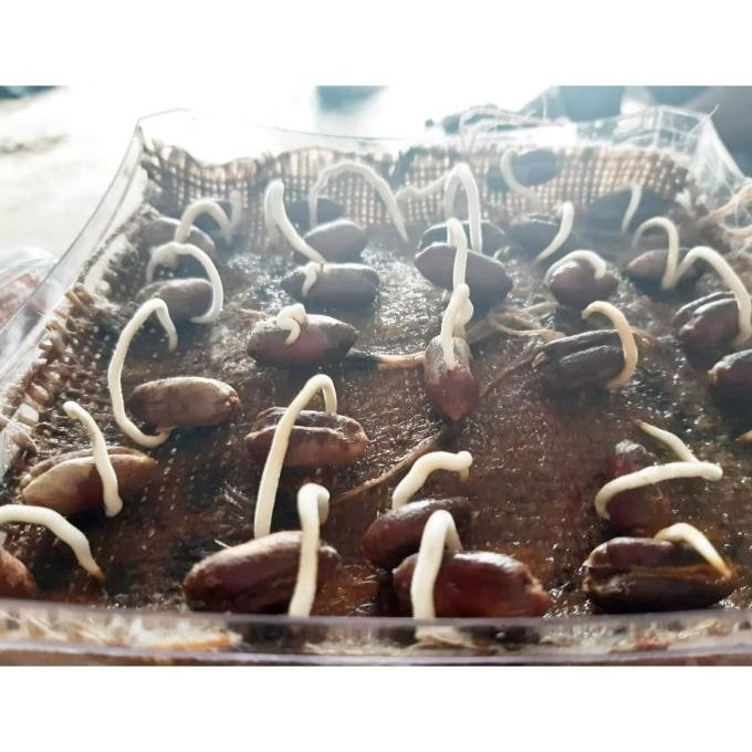 

FRES BIBIT KURMA AJWA PREMIUM 100PCS / KURMA AJWA JUMBO / BENIH AJWA UNGGUL