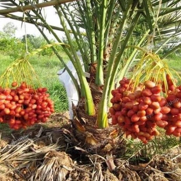 FRES tanaman 2 bibit buah kurma ajwa jantan dan betina benih AA555