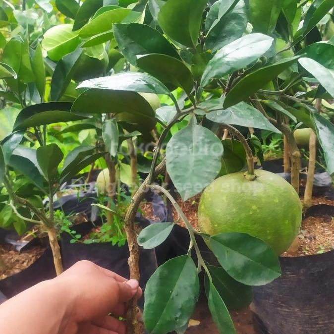 

Bibit tanaman buah jeruk pamelo sudah berbuah MANTEP