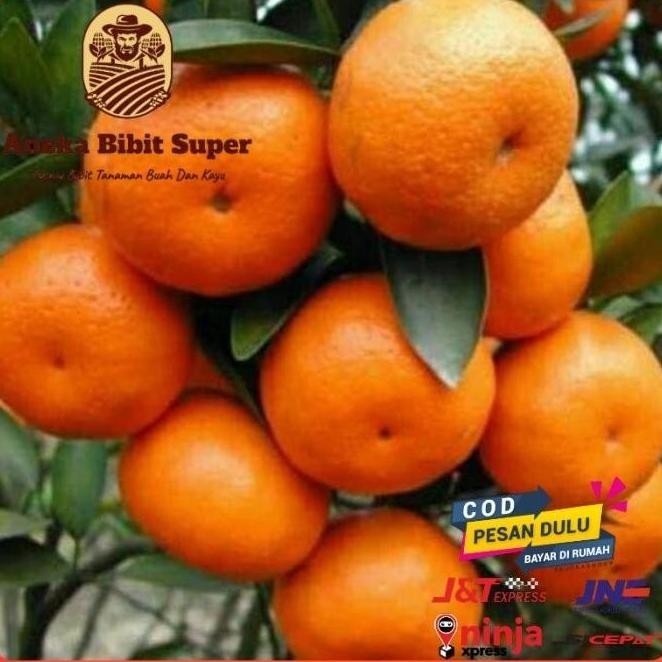 

Bibit tanaman buah buah jeruk santang madu super MANTEP