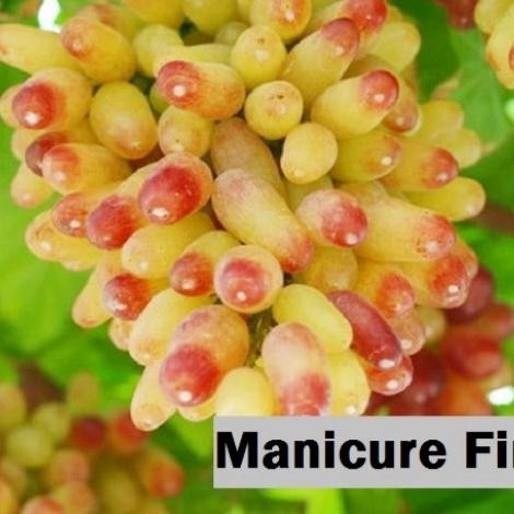 

bibit tanaman buah anggur import jenis manicure finger MANTEP