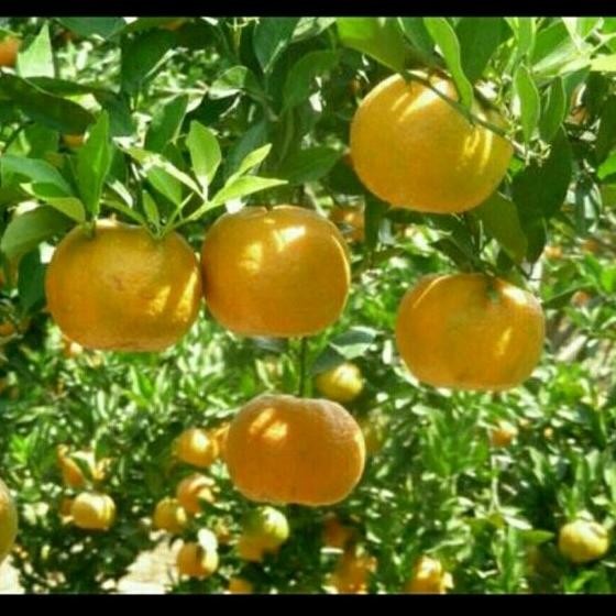 

Bibit Buah Jeruk Sankist Murah