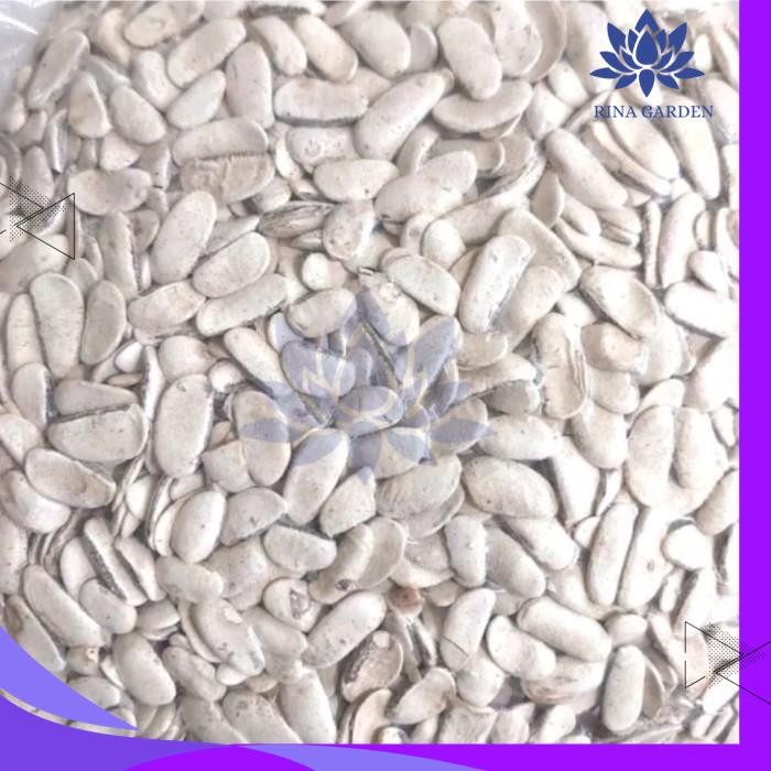 

BIJI MAHONI KUPAS 100 GRAM - BIJI BUAH MAHONI KUPAS KUALITAS PRODUK TERBAIK