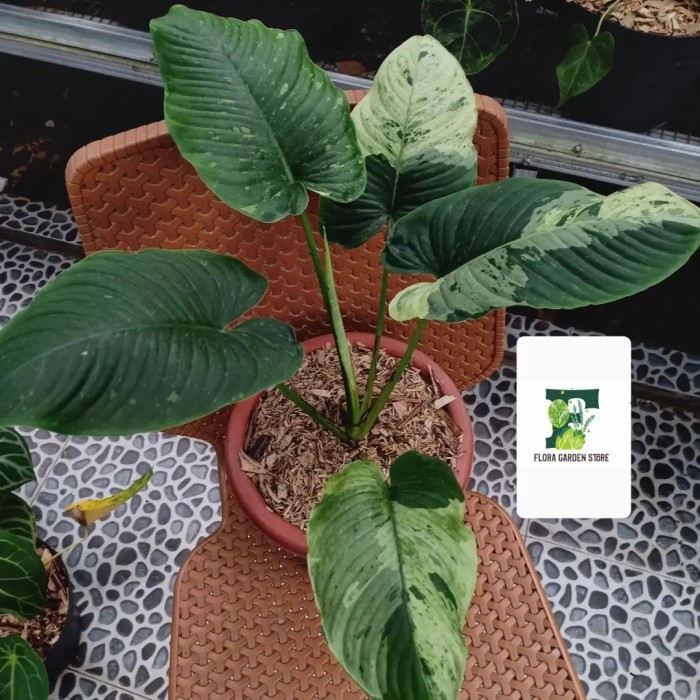 Tanaman Hias Homalomena Sp Variegata - Homalomena Varigata - Homalomen -Gratisongkir