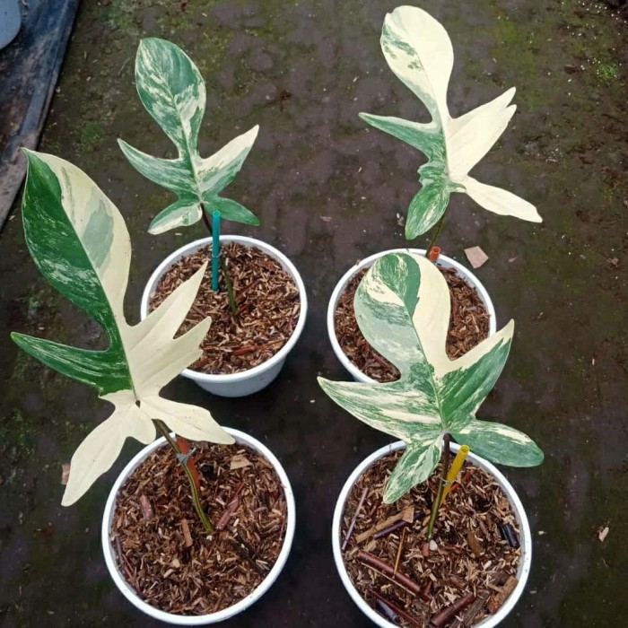 Philodendron Florida Beauty Variegata - Flobe Variegata -Gratisongkir