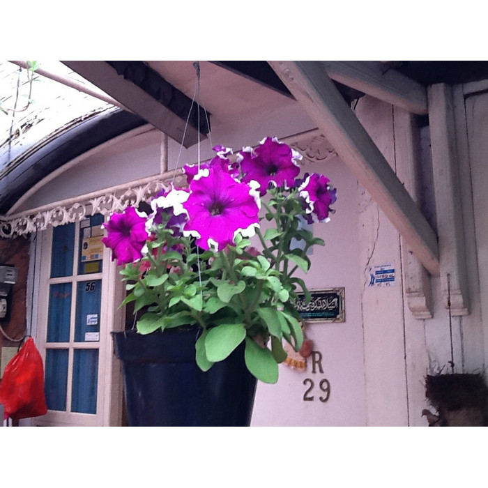 Tanaman Bunga Petunia Hybrida + Pot Gantung - Bibit Tanaman Hias Bunga -Gratisongkir