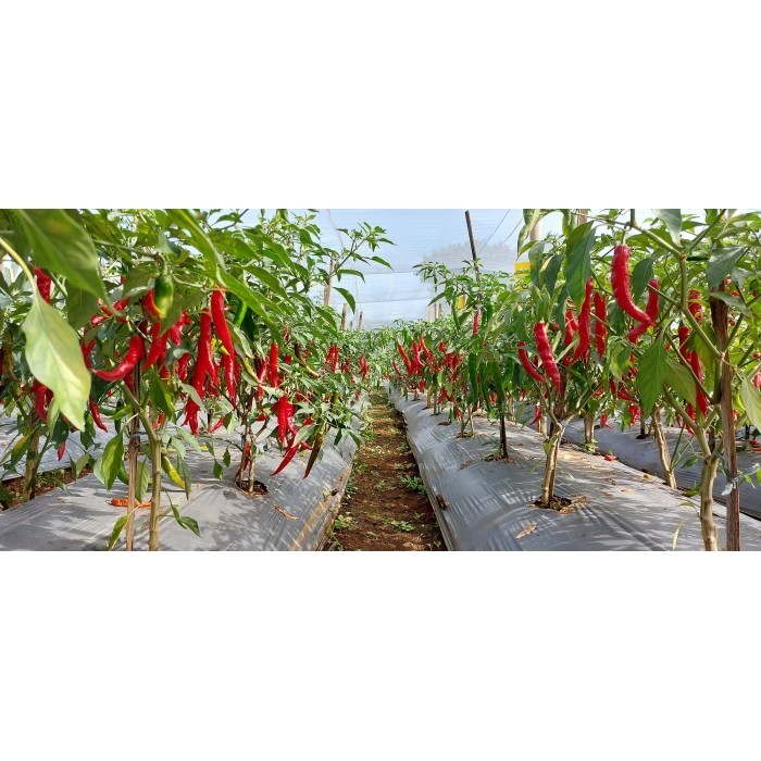 Benih Cabe Besar Tanjung 10 Gram Bersertifikat Tjap Bukitmas -Gratisongkir