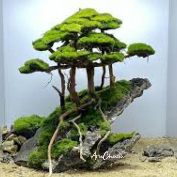 hiasan aquarium pohon bonsai hutan di atas tebing dekorasi aquascape hardscape A22S