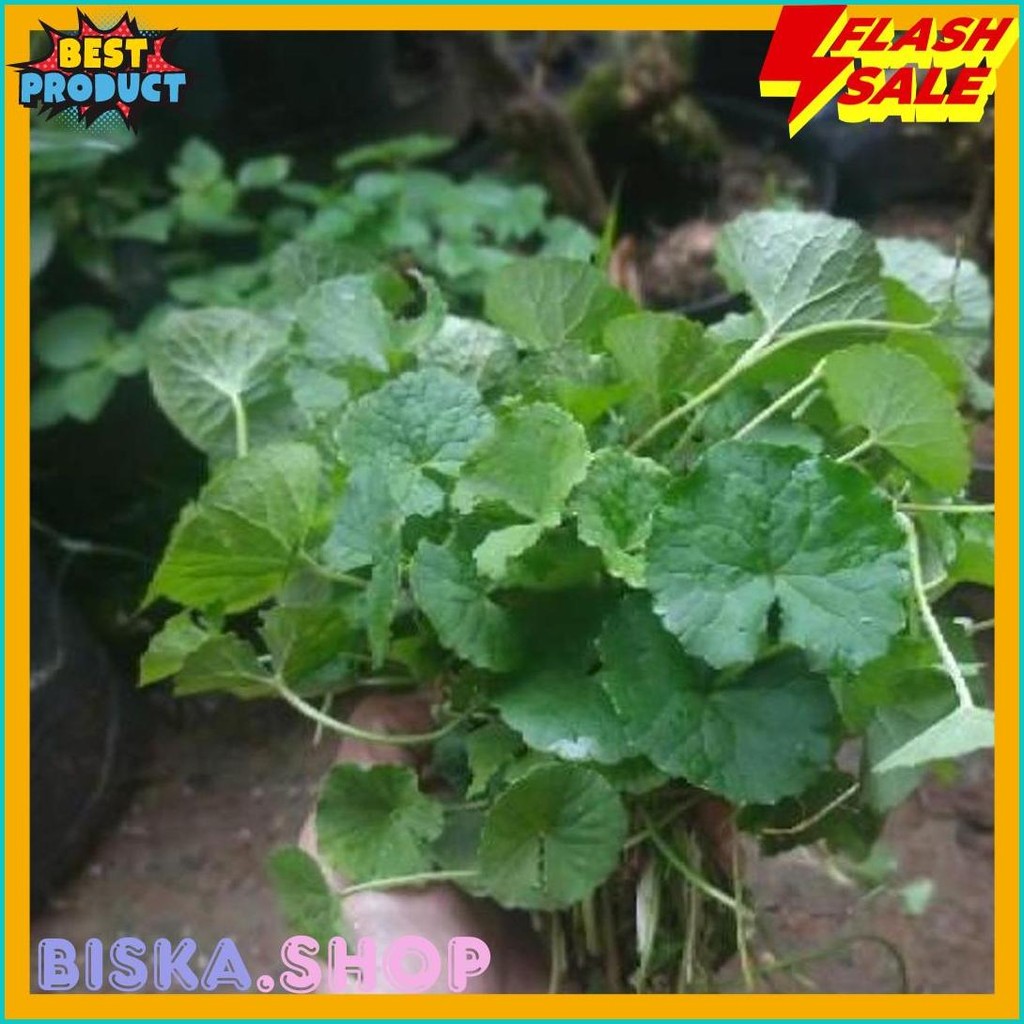 

Daun Pegagan / Daun Antanan / Daun Senduduk 1 Ikat (Cod)