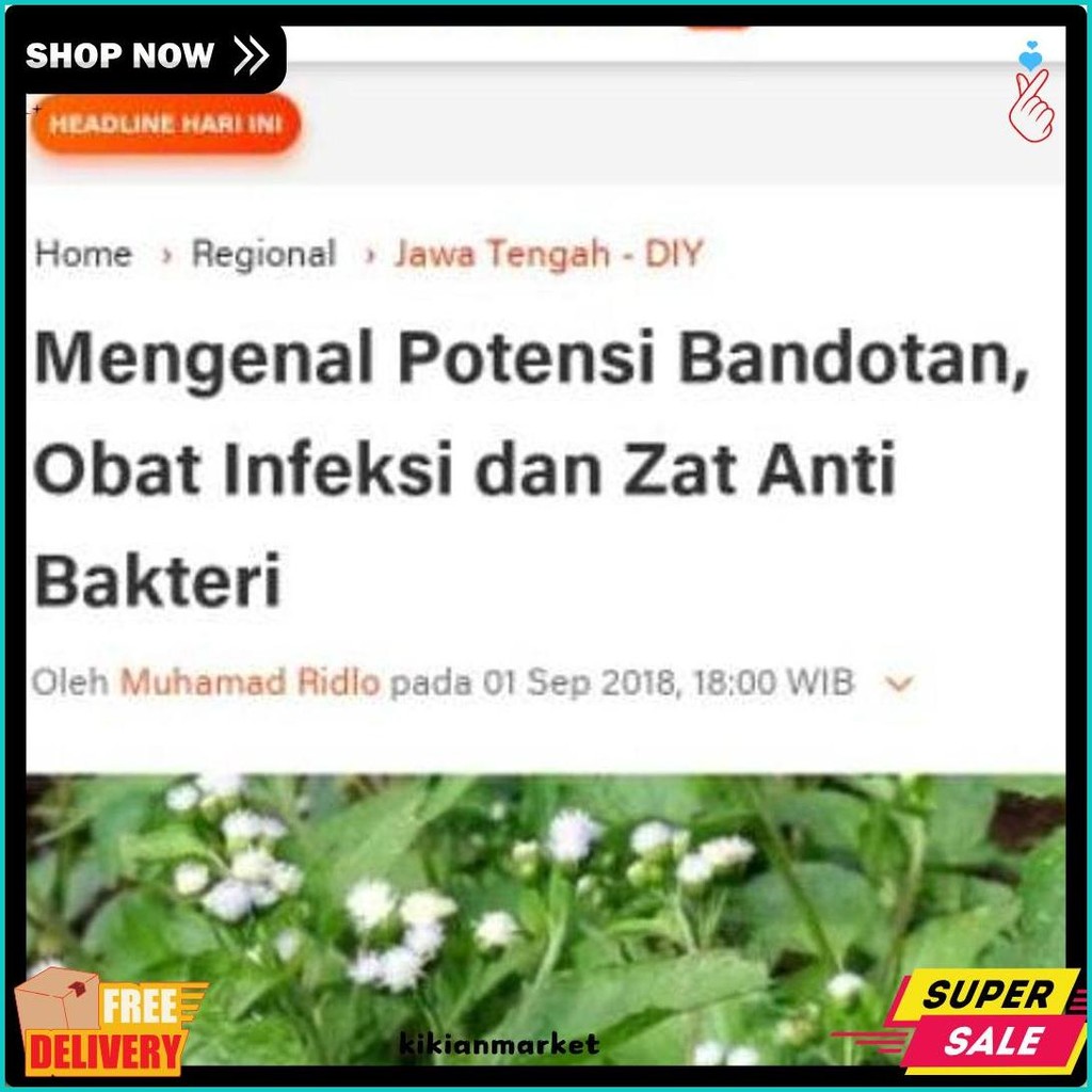 

200Gr Daun Bandotan Segar Daun Babadotan Kista Asam Urat Diabetes (Lagi Viral)
