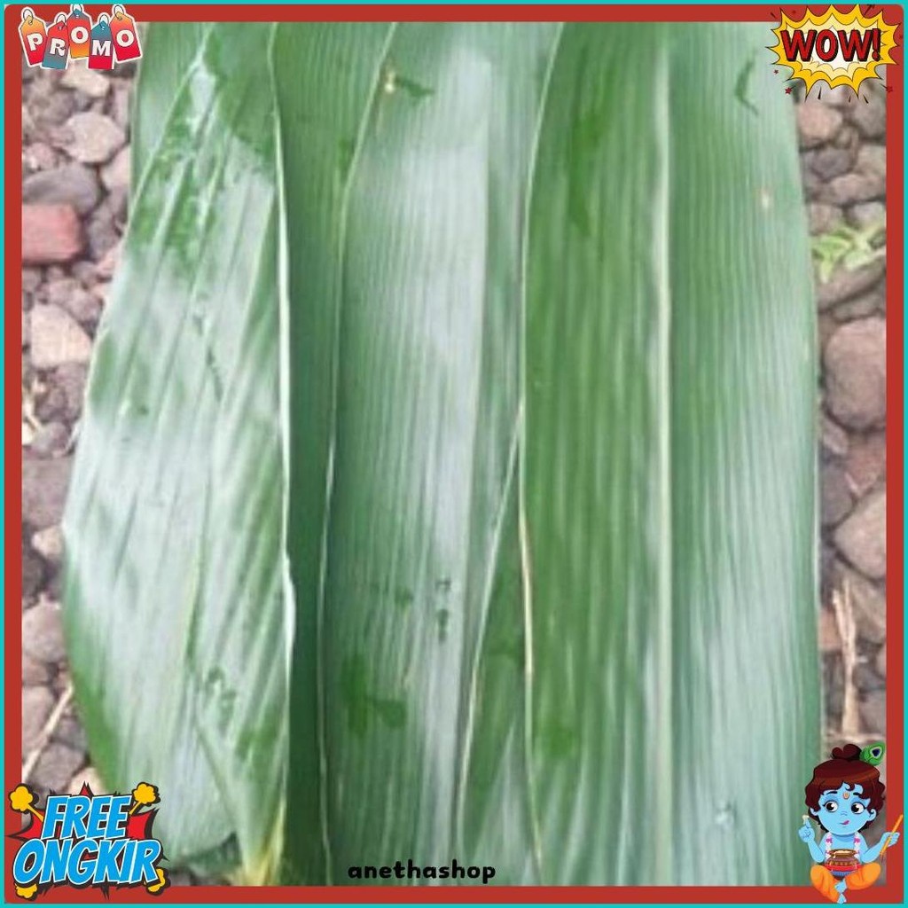 

50Pcs Daun Bambu Bacang 10Cm - 12Cm Big Bamboo Fresh (Lagi Rame)
