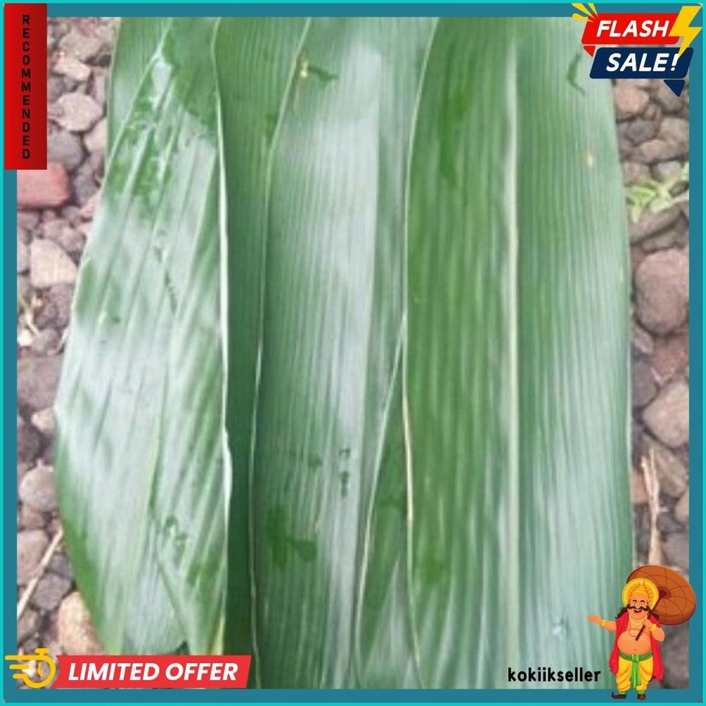 

50Pcs Daun Bambu Bacang 10Cm - 12Cm Big Bamboo Fresh (Lagi Viral)