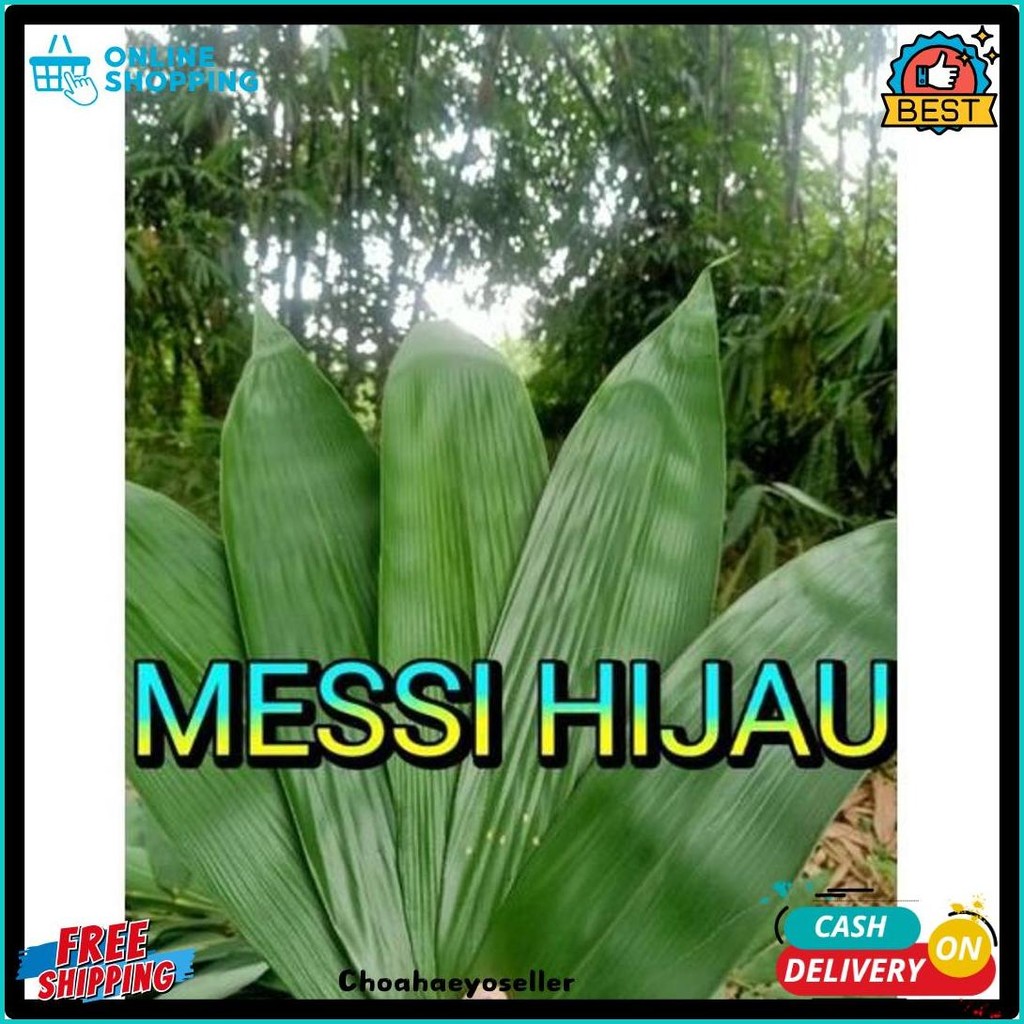 

Daun Bambu Jumbo 8-10Cm, Bungkus Bakcang 100Lembar (Cod)