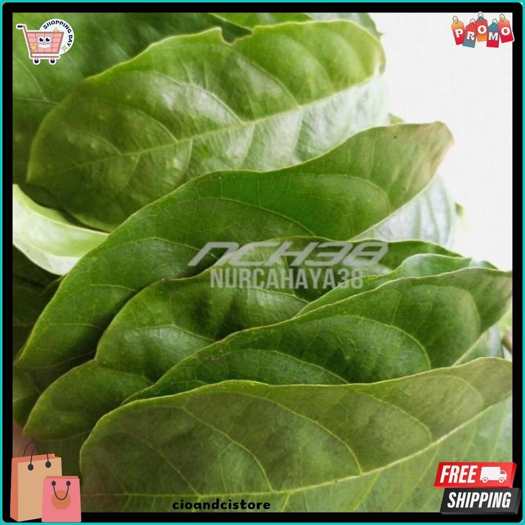 

Daun Hantap Segar | Daun Hantap Segar 50 Lembar Best Kualitas (Cod)