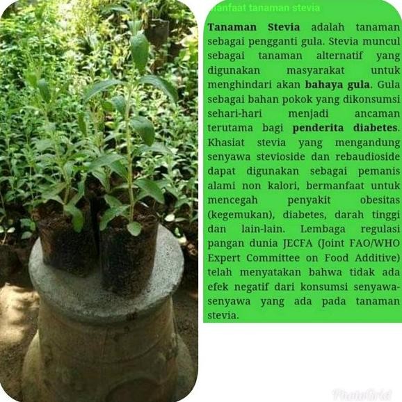 

stevia pengganti gula