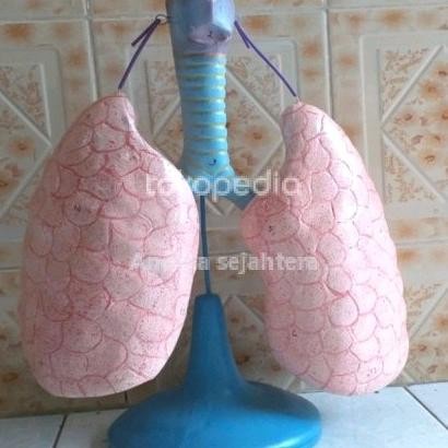 

paru paru manusia alat peraga pendidikan model phantom torso paru paru