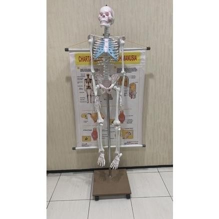 

Model anatomi tubuh kerangka manusia besar -160cm, alat peraga