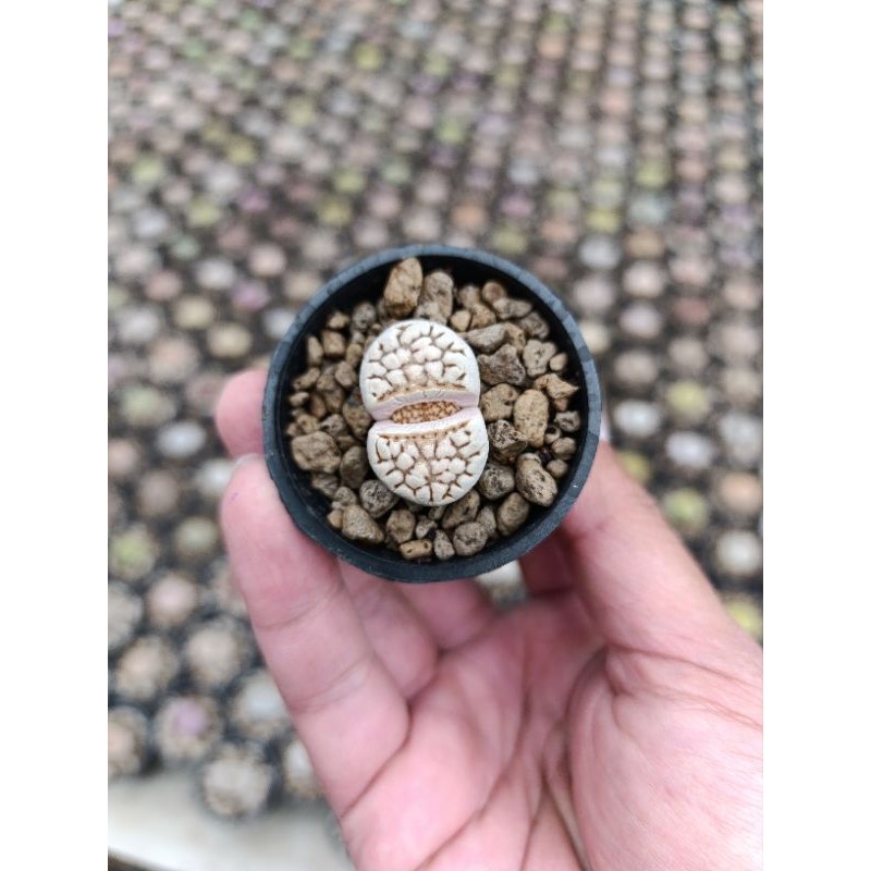 Lithops Import  premium | kaktus dan sukulen