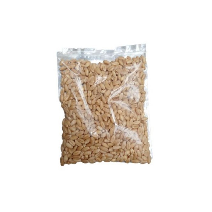 

GM340 Benih Rumput Catnip Kucing / Rumput Gandum/ Wheatgrass PROMO SPECIAL