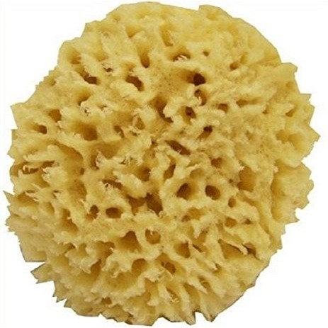 

NEW sponge motif karang