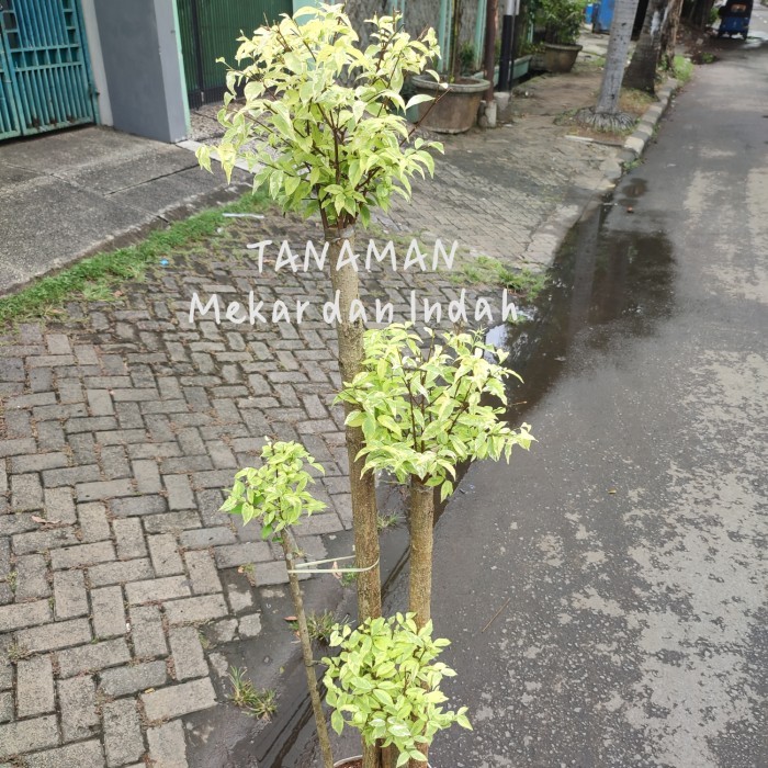 tanaman hias bonsai anting putri