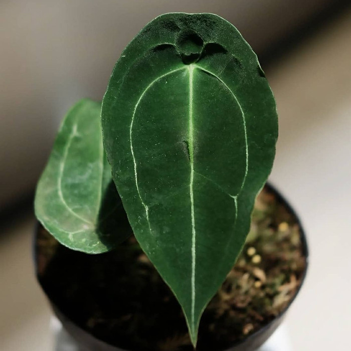 Anthurium Forgetii white strip original / Velvet mask