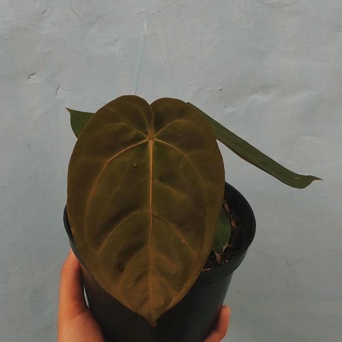 anthurium desleri original (daun gelap)