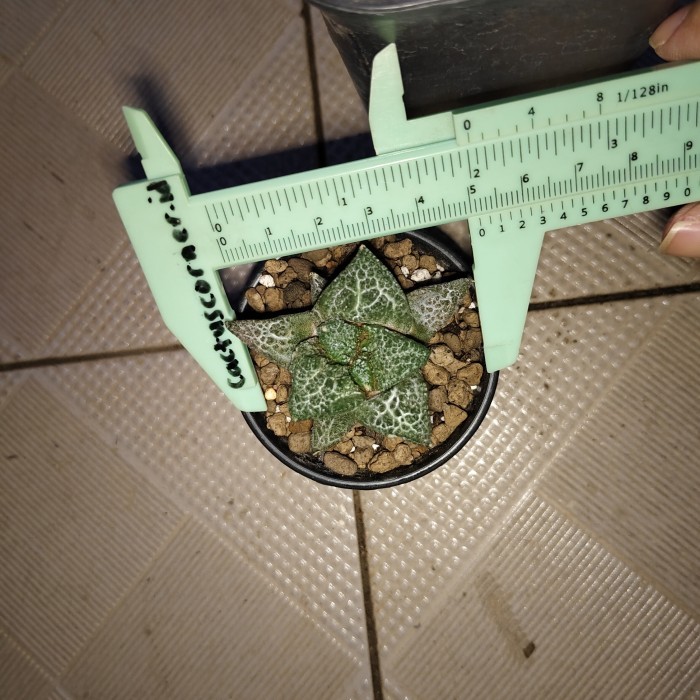 Kaktus Ariocarpus Ario Carpus Godzilla Godzila