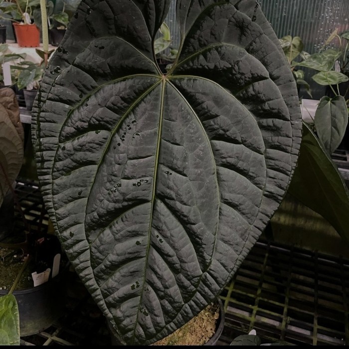 anthurium luxurians hybrid