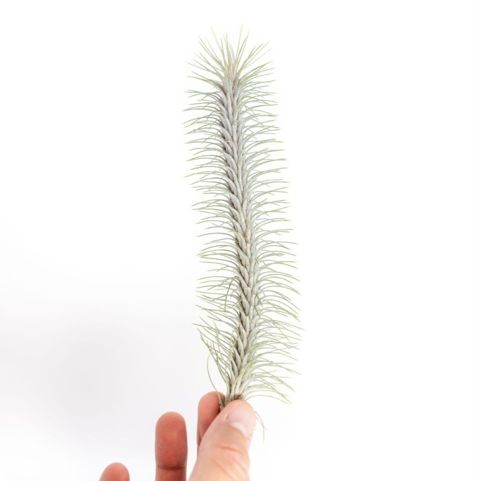 Tillandsia Funckiana V. Recurvifolia