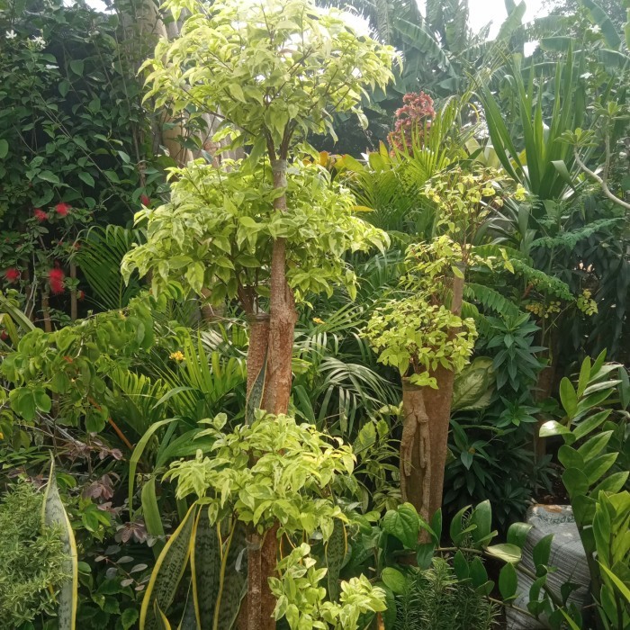 bonsai anting putri rimbun tinggi