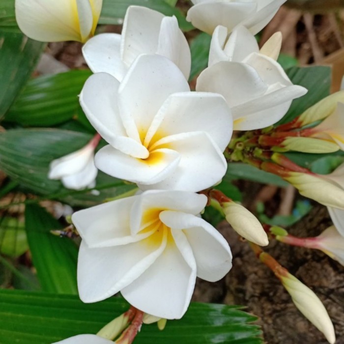 Kamboja Plumeria Bali Putih Tinggi 1meter / Kamboja Bali sudah berakar