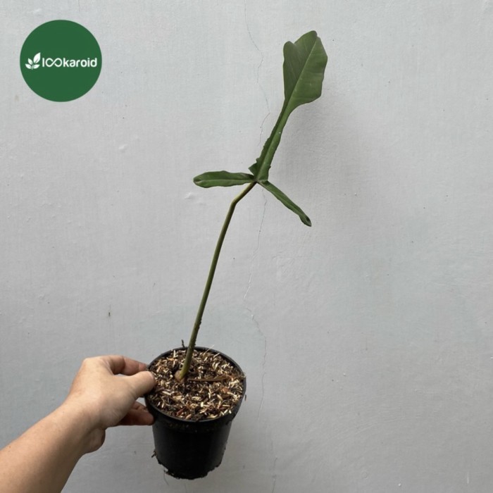 Tanaman Hias Philodendron Joepii
