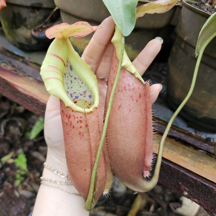 Northiana x Veitchii