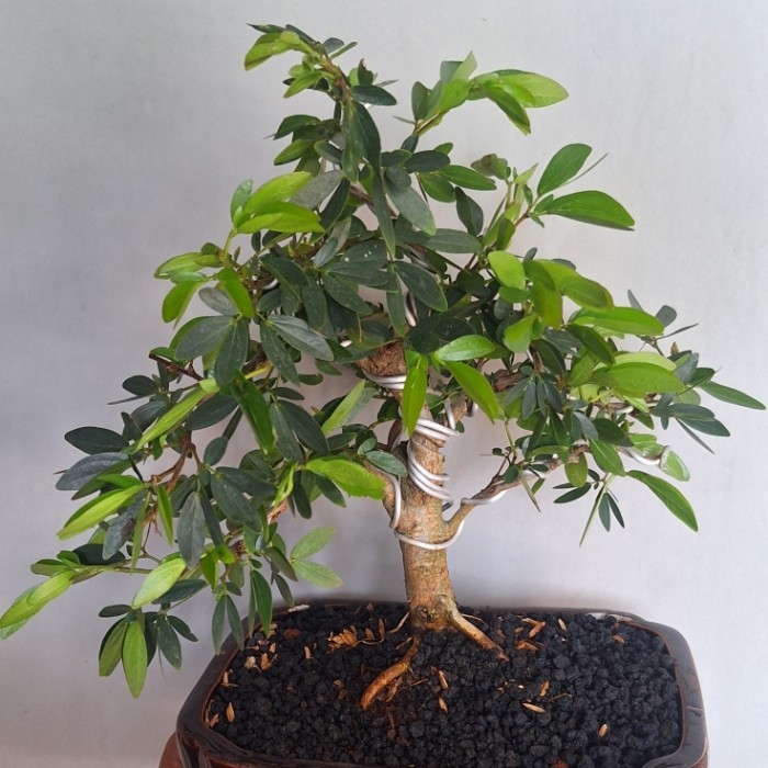 Bonsai Mame Kaliandra