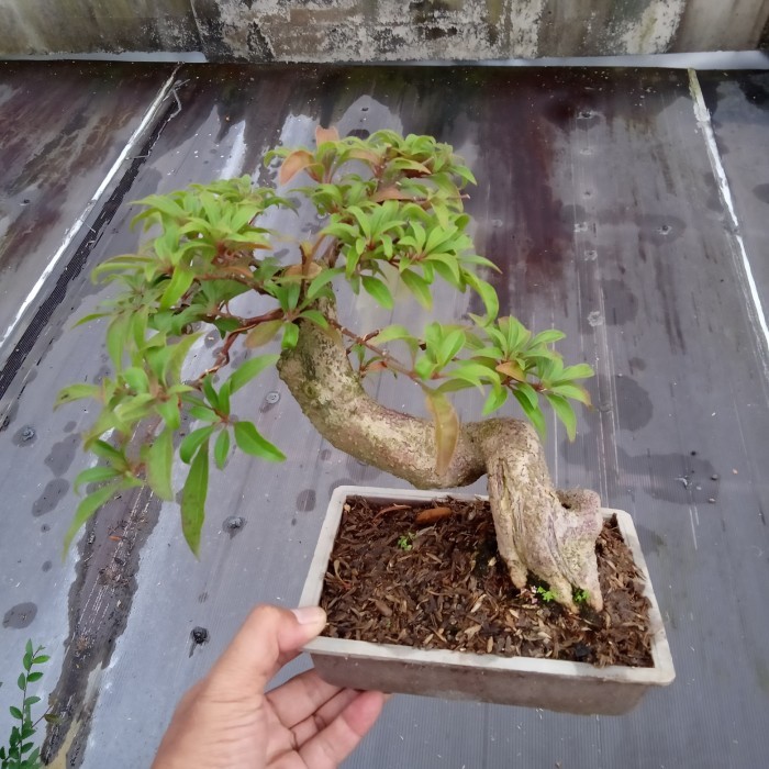 bonsai pusaka gaya unik