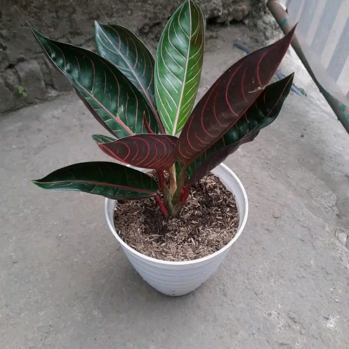 Tanaman Aglonema black pos