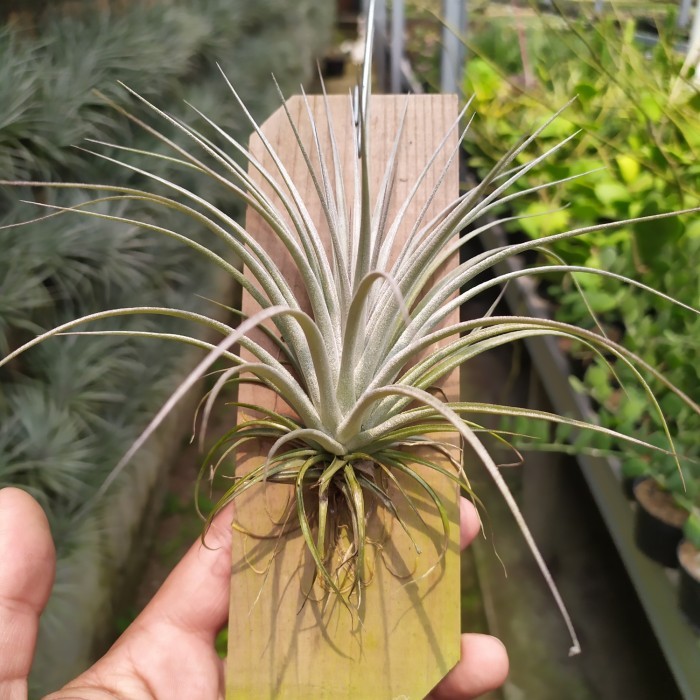 Tillandsia Houston Airplant tanaman udara